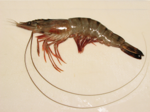 Prawnjpg — Members of the Crustacean Family option 14