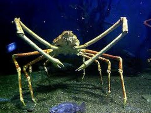 Spider Crabjpg — Members of the Crustacean Family option 15