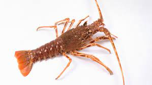 Spinylobjpg — Members of the Crustacean Family option 16