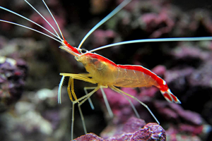 Zz1624763102lysmata Amboinensis Skunk Cleaner Shrimpjpg — Members of the Crustacean Family option 18