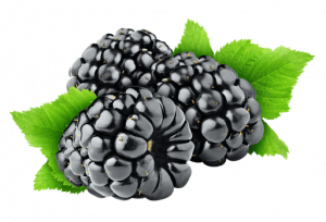 Blackberrypng — Morally Correct Fruit Tier List option 3