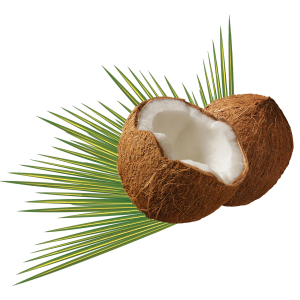 Coconutpng — Morally Correct Fruit Tier List option 6