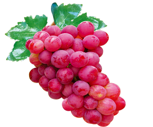 Pgrapespng — Morally Correct Fruit Tier List option 14