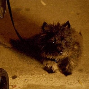 Flipperthedogjpg — Mr. Robot characters option 19