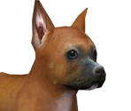 Boxerpng — Nintendogs playable races option 2
