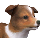 Shetlandpng — Nintendogs playable races option 15