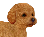 Toypoopng — Nintendogs playable races option 18