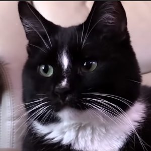 Z Chaplinpng — Nostalgia Critic characters tier list option 45