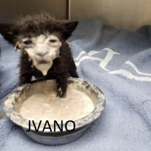 Zz1622617041jvanojpg — OCE Fortnite Tier List (with names) option 136