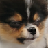 Ahpng — OTVNF/Crewfu/GTA/Etc. Streamers option 7