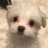 Anpng — OTVNF/Crewfu/GTA/Etc. Streamers option 13