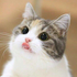 Zz1622124053aaaaaaaaaaaaaaaaaaaaaaaaapng — OTVNF/Crewfu/GTA/Etc. Streamers option 87