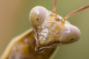 Bug Phobiajpg — Phobias option 3
