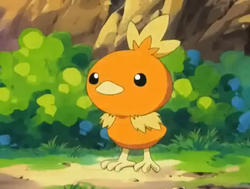 250px Maytorchicpng — pokemon starter option 5