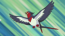 Ep658swellowdeashpng — Pokémon de Ash option 28