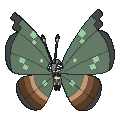 683png — All Pokemon Regional Insects Gen1-8 option 45