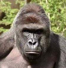 Zz1594873117harambejpg — Political Figures Tier List (Best One) option 182