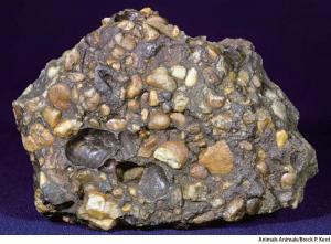 A5conglomeratejpg — Preferred Rock Types as a Geology Student option 5