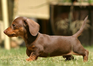 Dachshund sales price range