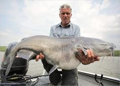 Bluecatjpg — River Monsters: The Monsters Tier List option 4