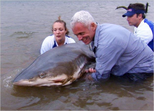 Bull Shark 2 Photo 01jpg — River Monsters: The Monsters Tier List option 5