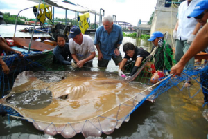 Giantstingrayjpg — River Monsters: The Monsters Tier List option 10