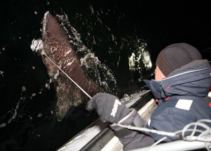 Greenlandsharkjpg — River Monsters: The Monsters Tier List option 13