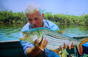Liltigerfishjpg — River Monsters: The Monsters Tier List option 22