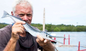 Needlefishjpg — River Monsters: The Monsters Tier List option 26