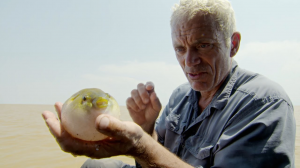 Pufferfishjpg — River Monsters: The Monsters Tier List option 32