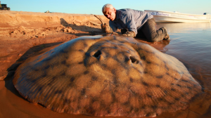 Shorttailstingrayjpg — River Monsters: The Monsters Tier List option 36