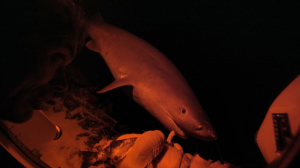 Sixgilljpeg — River Monsters: The Monsters Tier List option 37