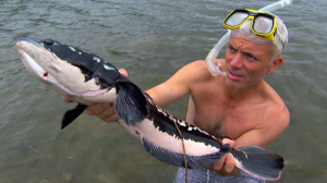 Snakeheadjpg — River Monsters: The Monsters Tier List option 38