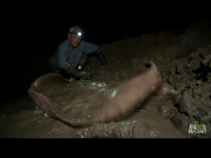 Thirdstingrayjpg — River Monsters: The Monsters Tier List option 43