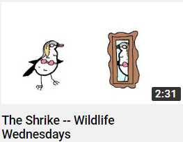 Theshrikepng — Sam O'nella Video tier list option 52