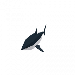 Porbeagle Defaultpng — Sharks and Diver Gear option 18