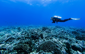 Plonge Sous Marinejpg — Sports option 55