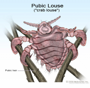 Pubiclousejpg — STD tierlist option 14