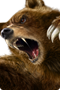 Kumapng — Tekken 6 - The Characters option 23