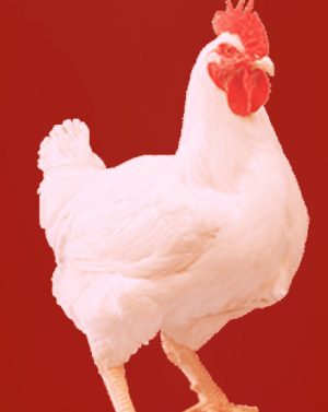 Chickenpng — Funnyville tier list option 4