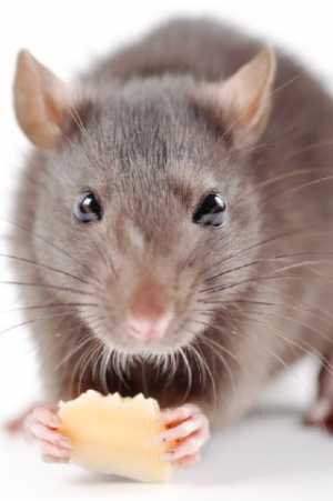 Ratjpg — Funnyville tier list option 14