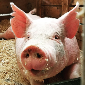 Zz1610579671pigjpg — Funnyville tier list option 213