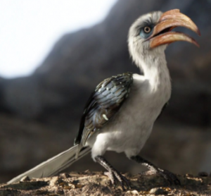 Zazu2019png — The Lion King Series Characters option 55