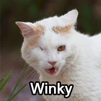 Winkypng — ThreeClans Comprehensive Tier List (1/13) option 309