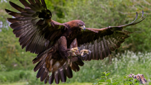 Fotoaguilajpg — Top Animales Poderosos option 2