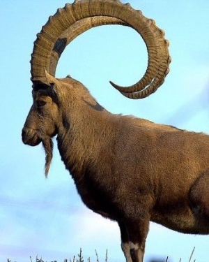 Fotocabrajpg — Top Animales Poderosos option 3