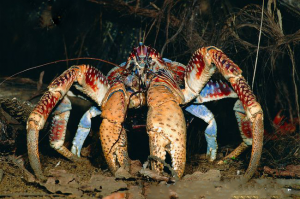 Fotocangrejojpg — Top Animales Poderosos option 4