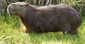 Fotocapibarajpg — Top Animales Poderosos option 5