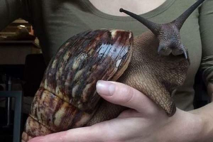Fotocaracoljfif — Top Animales Poderosos option 6