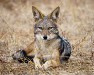 Fotochacalpng — Top Animales Poderosos option 7